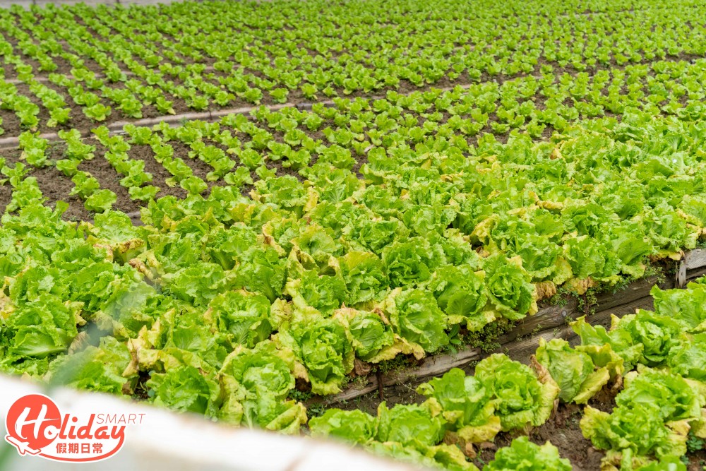 【元朗好去處】 $40任摘本地生菜!