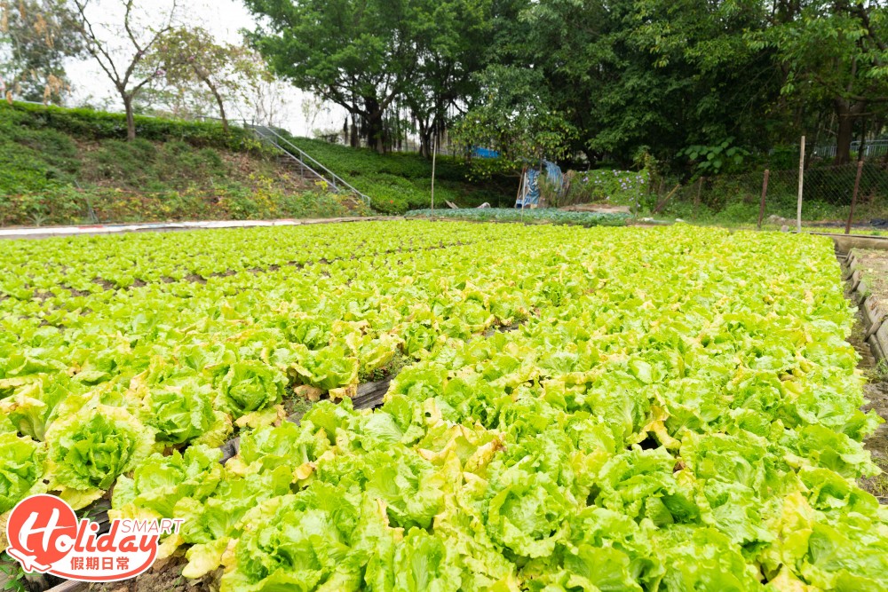 【元朗好去處】 $40任摘本地生菜!