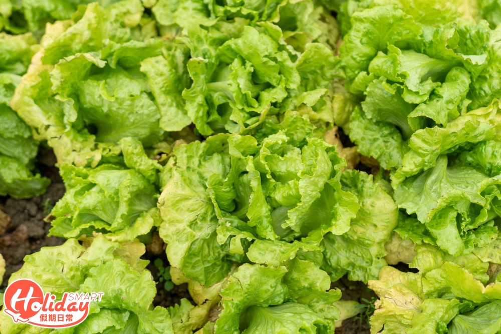 【元朗好去處】 $40任摘本地生菜!
