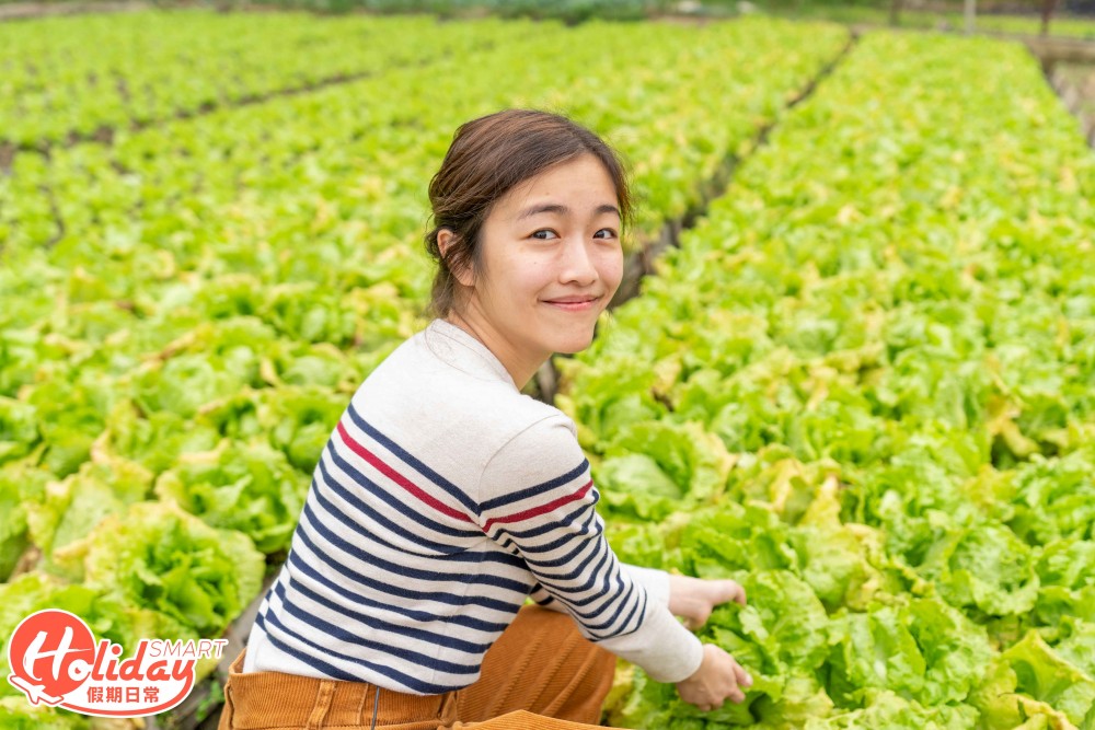【元朗好去處】 $40任摘本地生菜！
