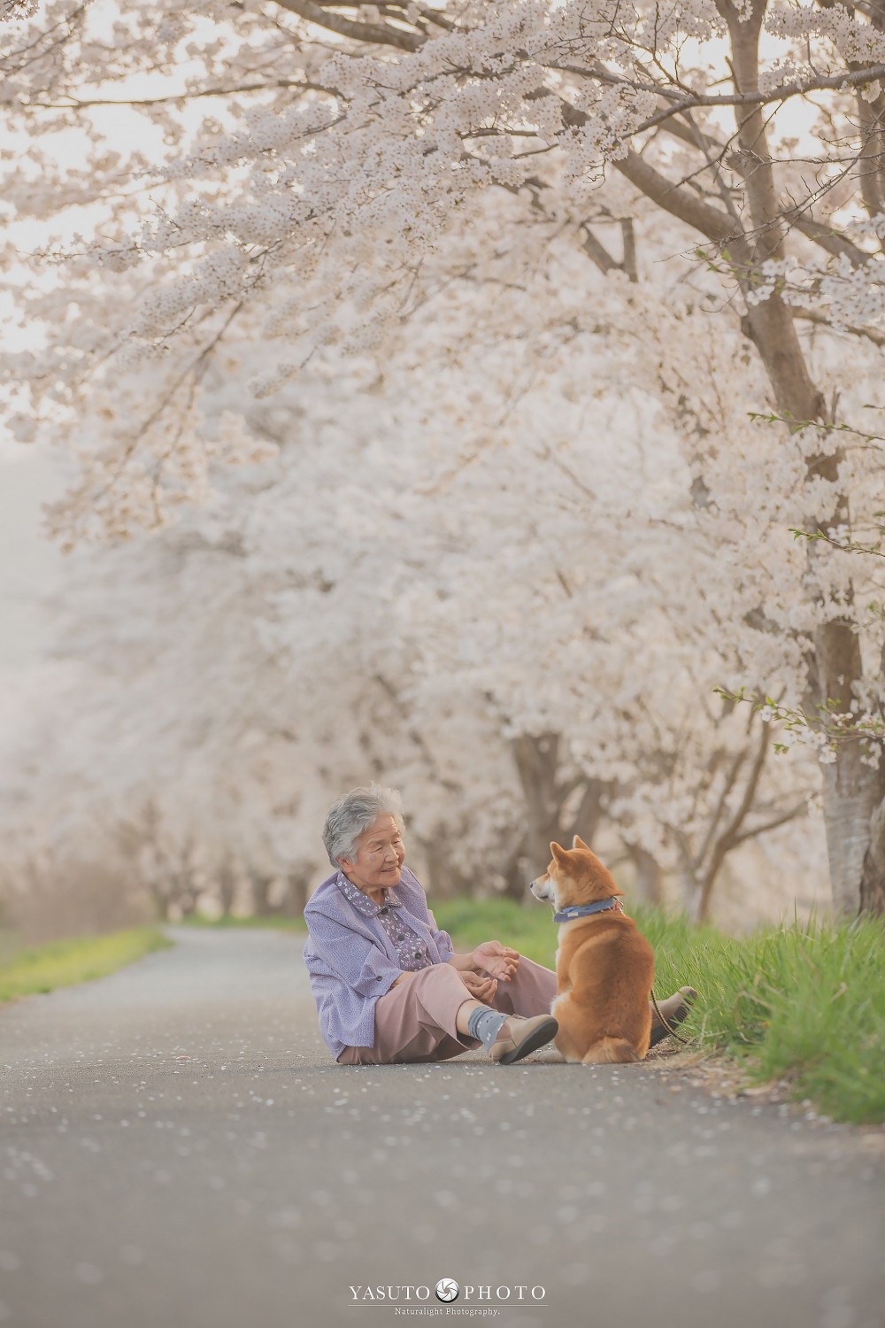 日本 柴犬 婆婆