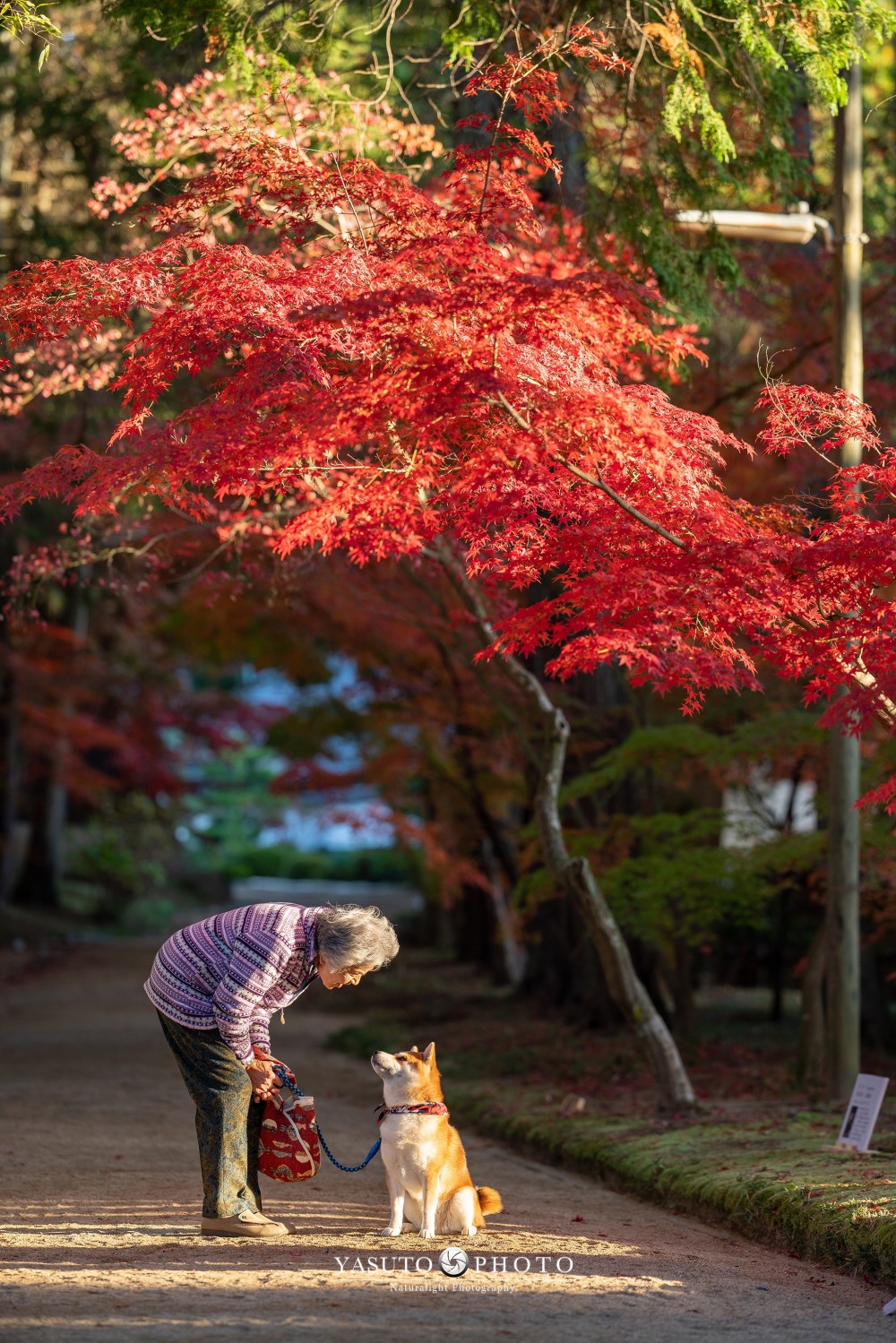 日本 柴犬 婆婆