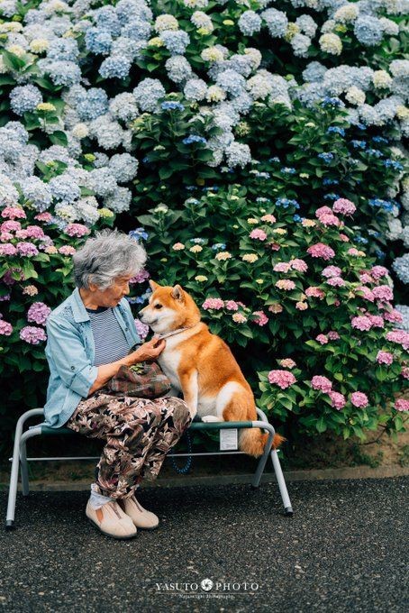 日本 柴犬 婆婆