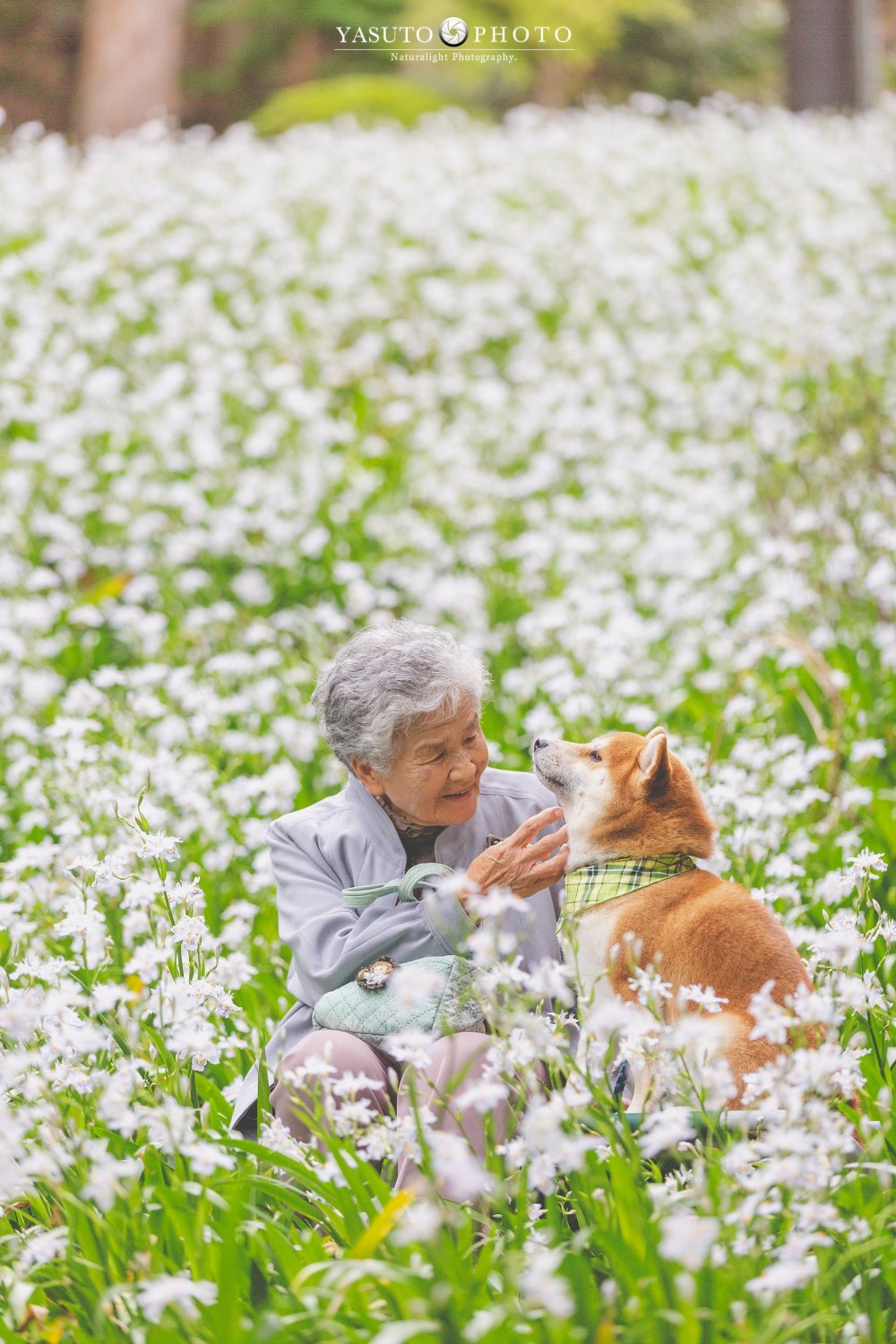 日本 柴犬 婆婆