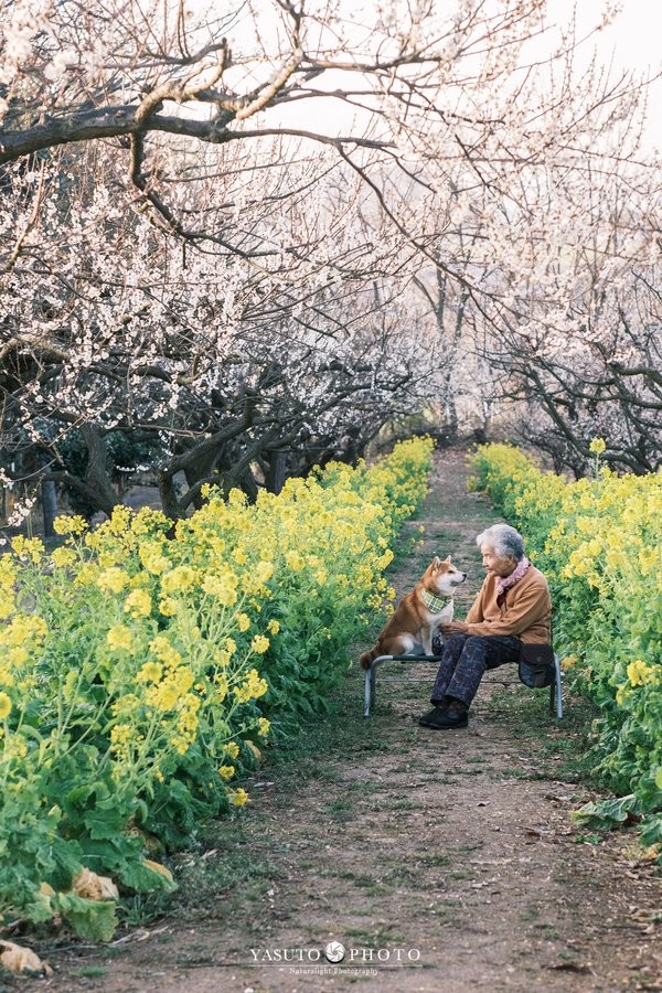 日本 柴犬 婆婆