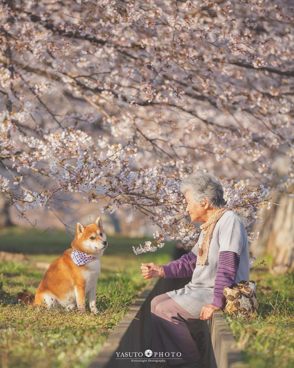日本 柴犬 婆婆