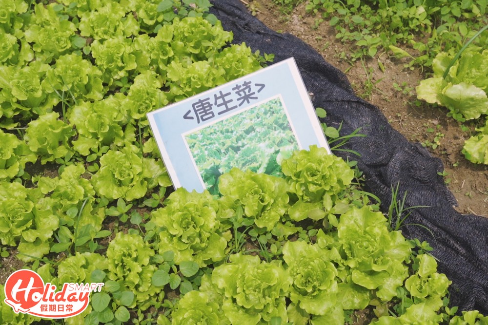 元朗 潘媽媽果園