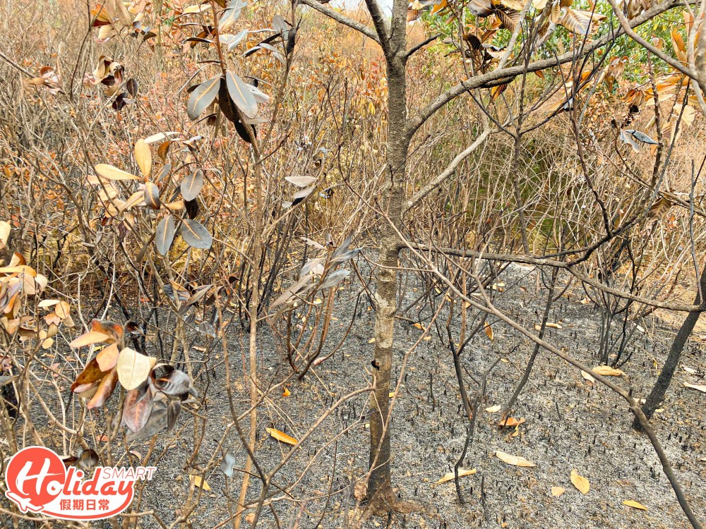 【馬鞍山山火】直擊馬鞍山山火後情況！