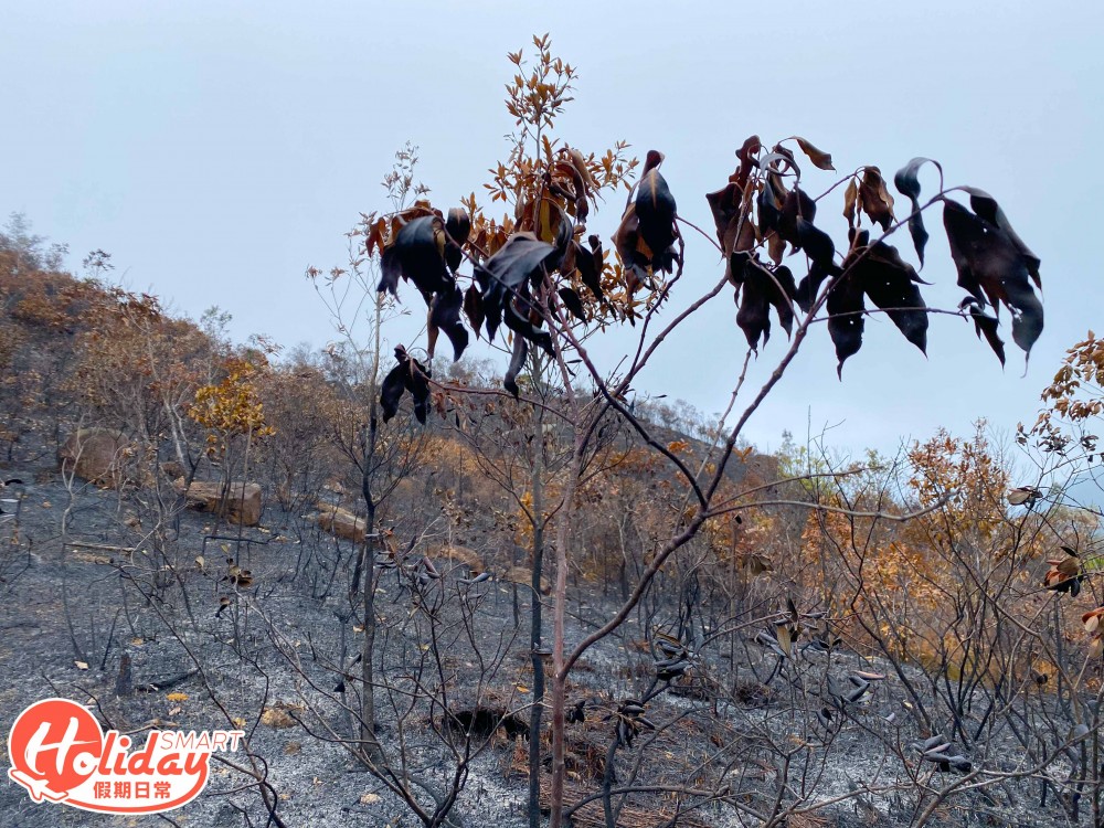 【馬鞍山山火】直擊馬鞍山山火後情況！