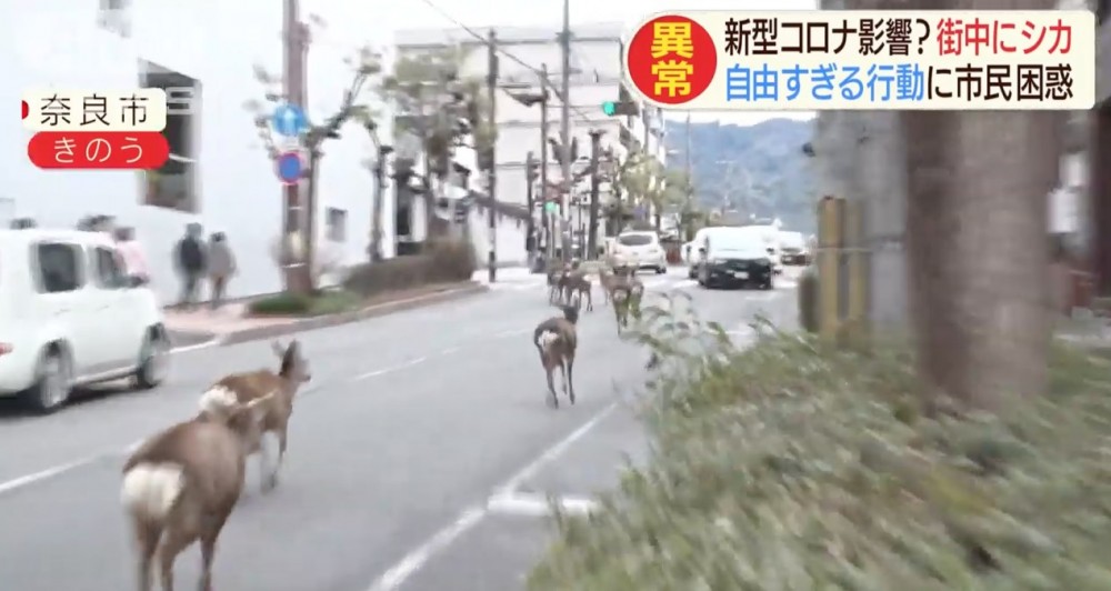 日本《朝日電視台》報導，奈良街頭遭奈良鹿大舉「入侵」，馬路同人行路上都有大批奈良鹿同人、車爭路，甚至會突然跑出馬路，路上車輛要小心躲避，險象環生。