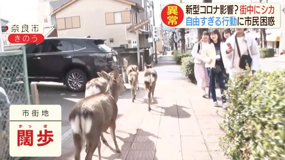 日本《朝日電視台》報導，奈良街頭遭奈良鹿大舉「入侵」，馬路同人行路上都有大批奈良鹿同人、車爭路，甚至會突然跑出馬路，路上車輛要小心躲避，險象環生。