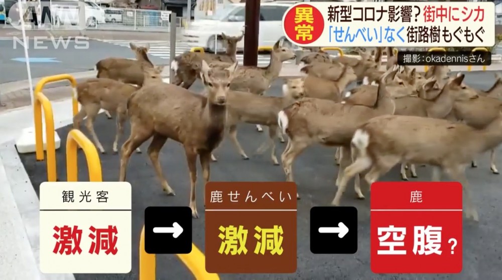 連居民種嘅盆栽都唔放過，令居民大感無奈。