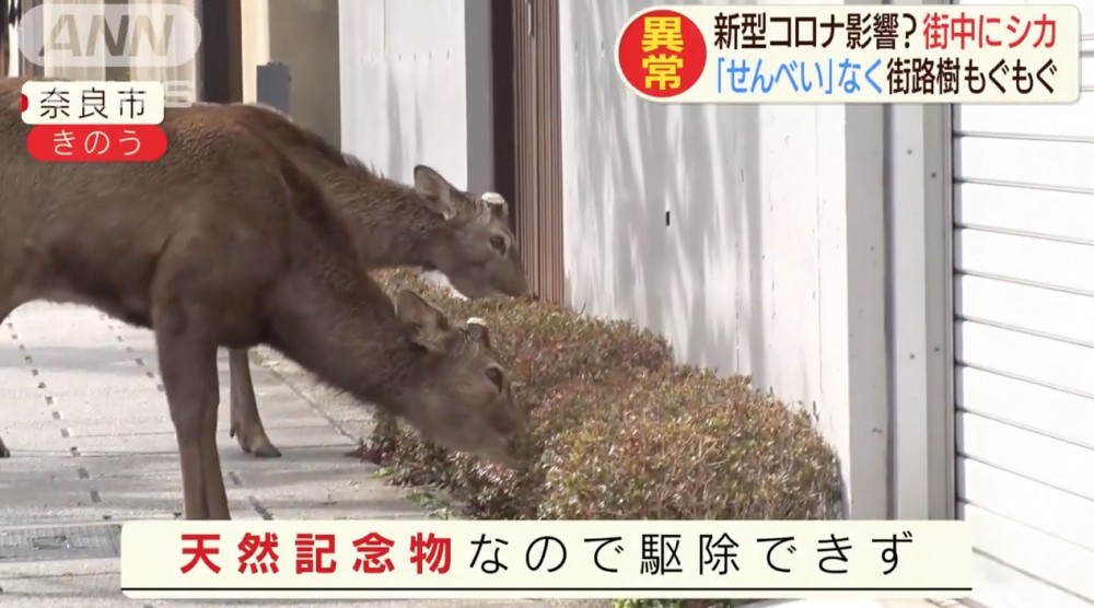 奈良鹿除咗喺路上穿梭外，更食路邊嘅植物