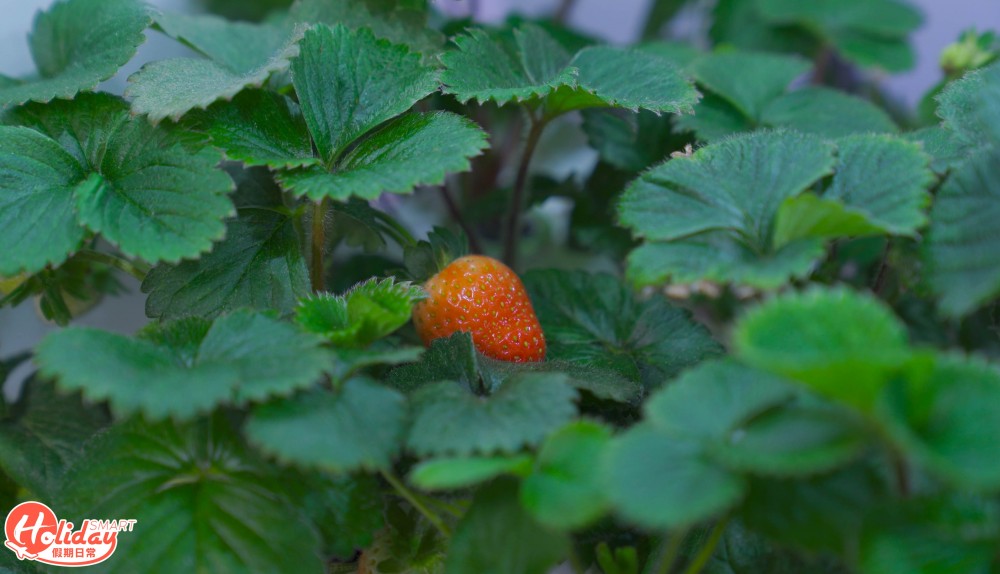 安坐家中種20款蔬果！新手都種到 