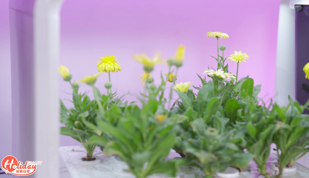 安坐家中種20款蔬果！新手都種到 