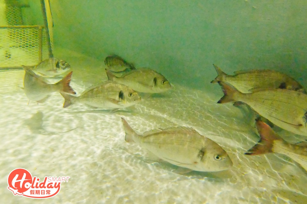 觀塘工廈 釣魚船屋 任食