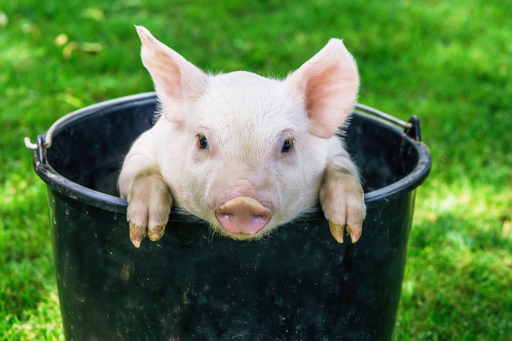 呢間救援中心叫Cotton Branch Farm Sanctuary，主要係為被遺棄、虐待、忽視同年老嘅畜養動物提供避風港。