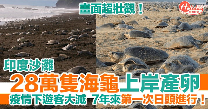 【印度沙灘】28萬隻海龜上岸產卵 7年來首次日頭進行！
