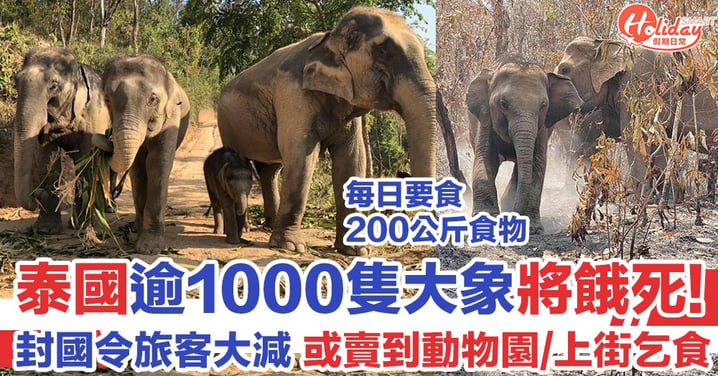 泰國大象或因疫情遊客減致餓死 部分大象要賣到動物園/上街乞食！