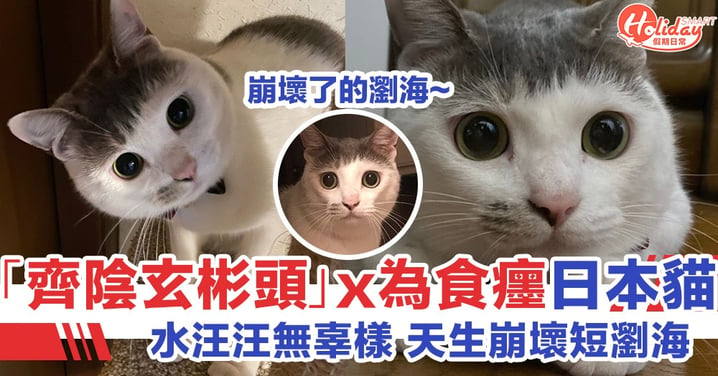 「玄彬頭」配為食癦日本可愛貓咪 水汪汪無辜樣令人想抱緊處理！