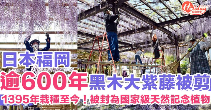 為防止人群聚集再不惜毀花！日本福岡逾600年黑木大紫藤花被剪　被封為國家級天然記念植物