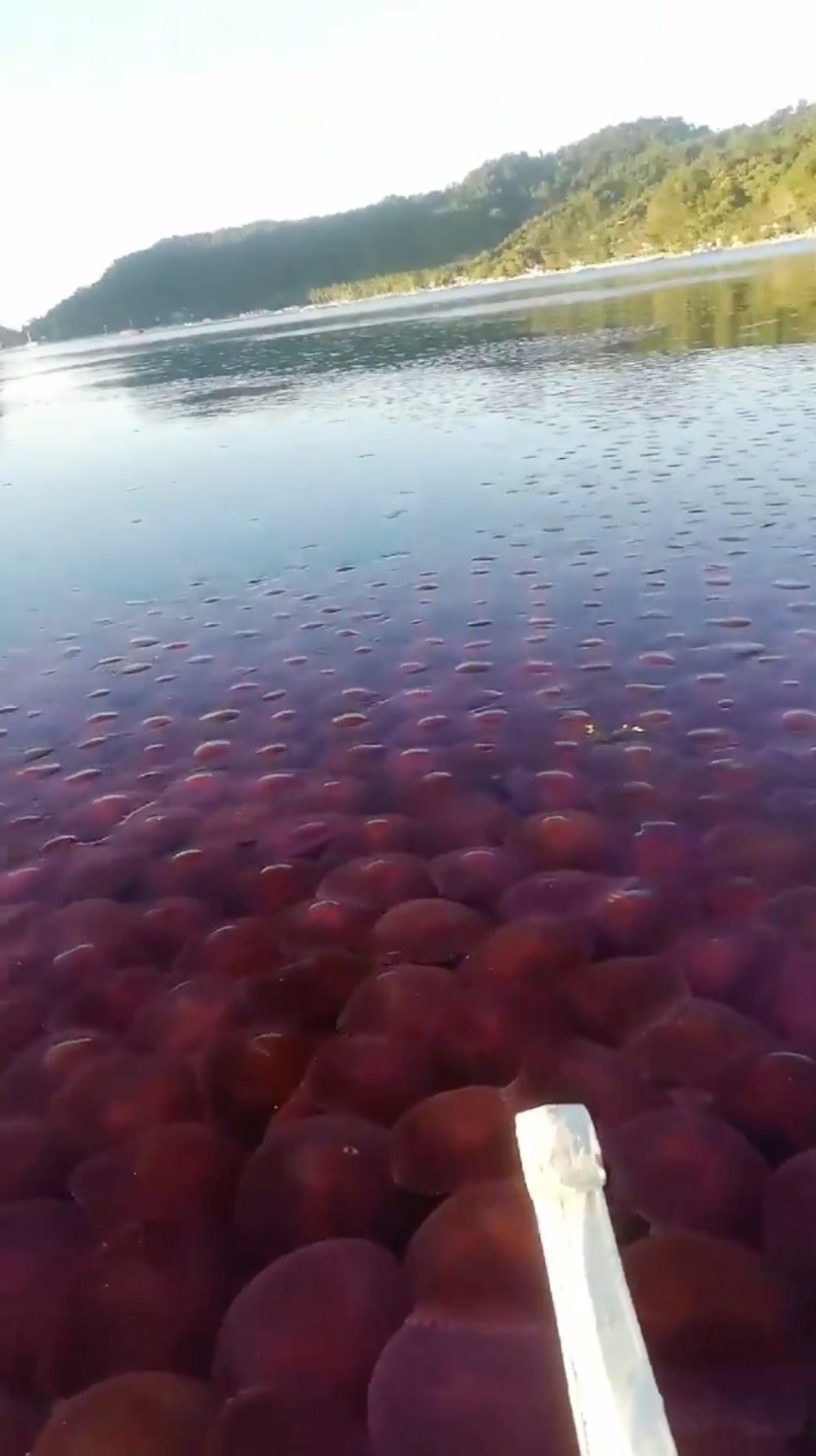 Sheldon Rey Boco/Twitter