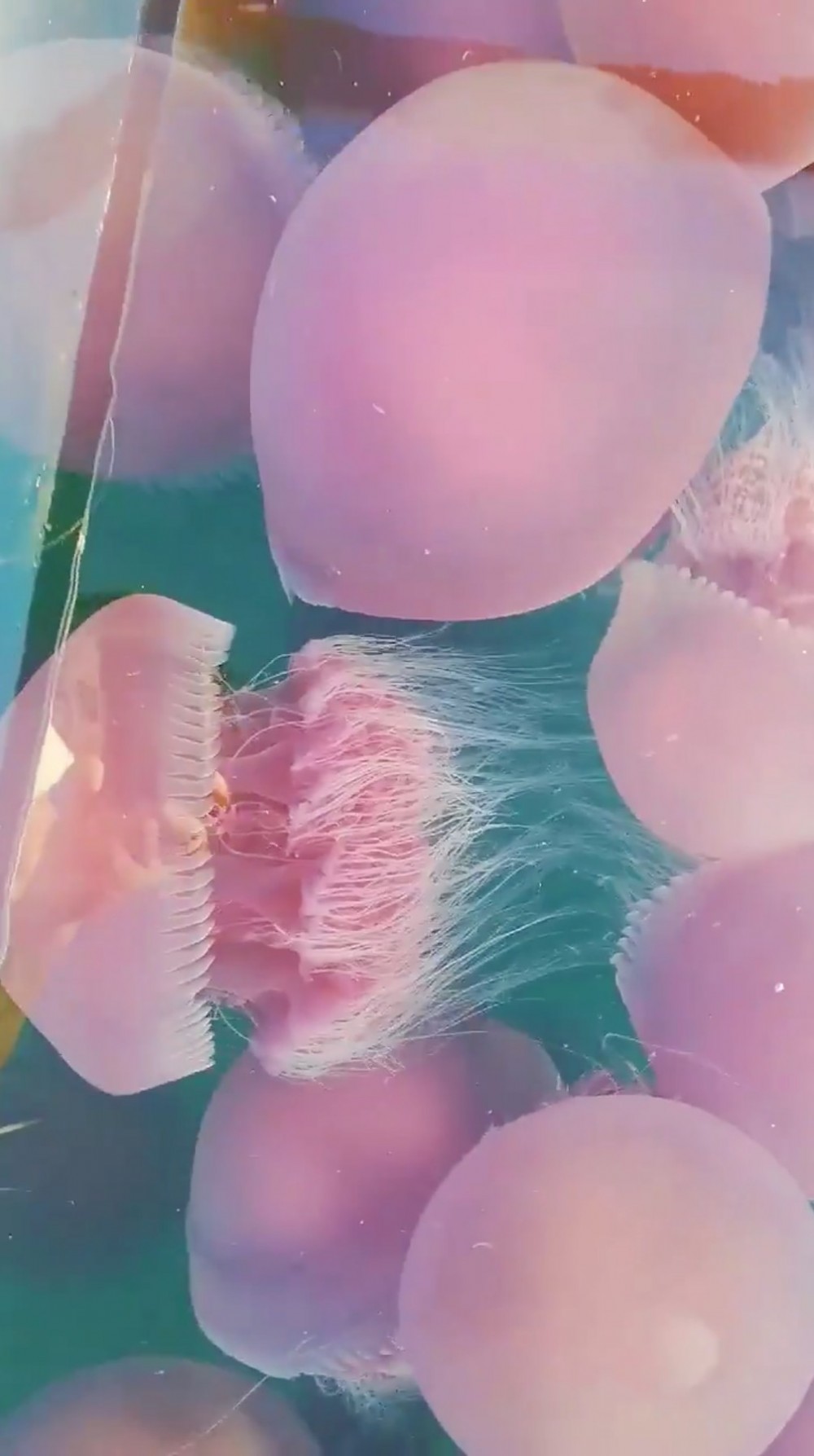 Sheldon Rey Boco/Twitter