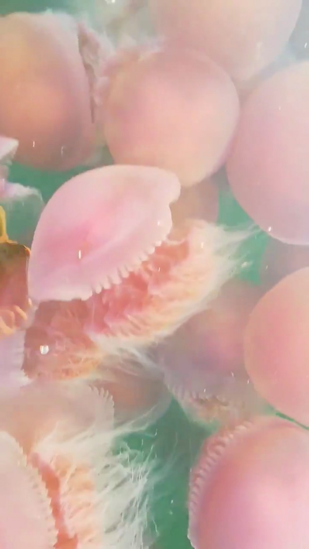 Sheldon Rey Boco/Twitter