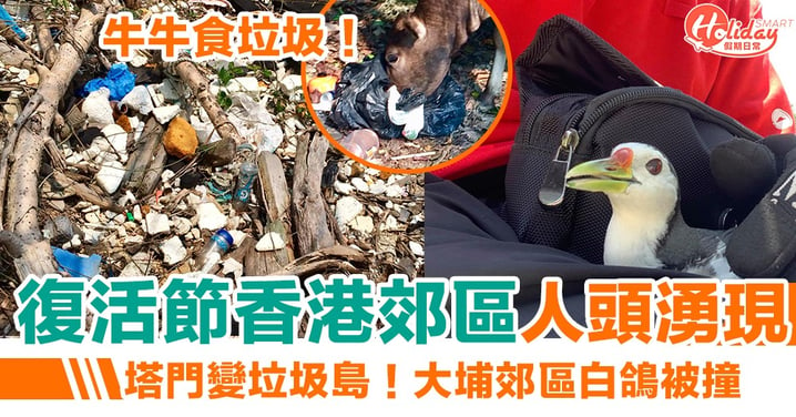 復活節香港郊區人頭湧現！塔門變垃圾島 大埔郊區白鴿被撞