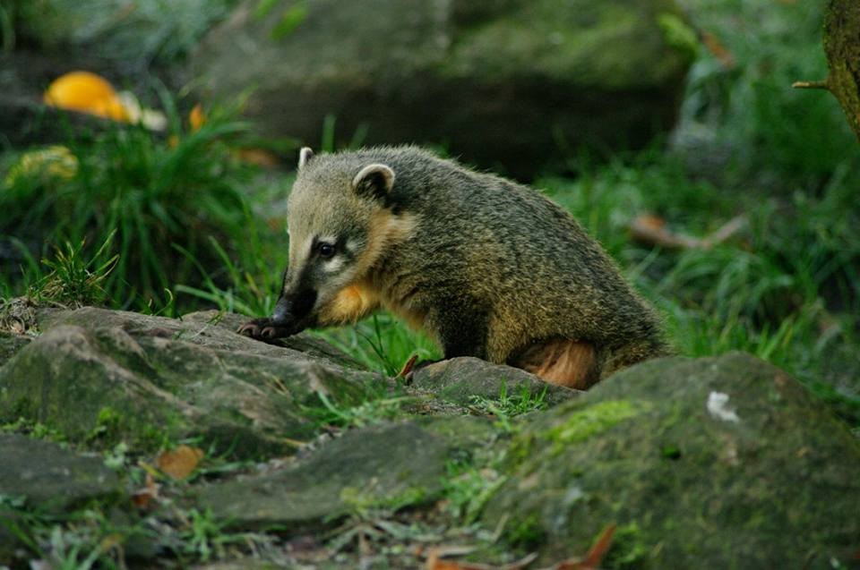 德國北部一個Neumünster動物園,受肺炎疫情影響,到訪遊客大減,令動物園面對經濟困難,難以繼續營運。