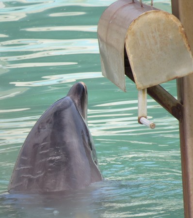 Animal Rights Center Japan