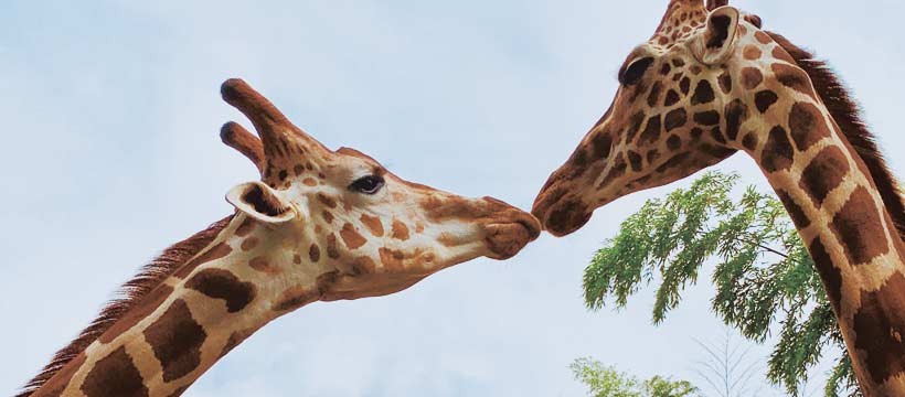 日本千葉縣動物園 露營體驗