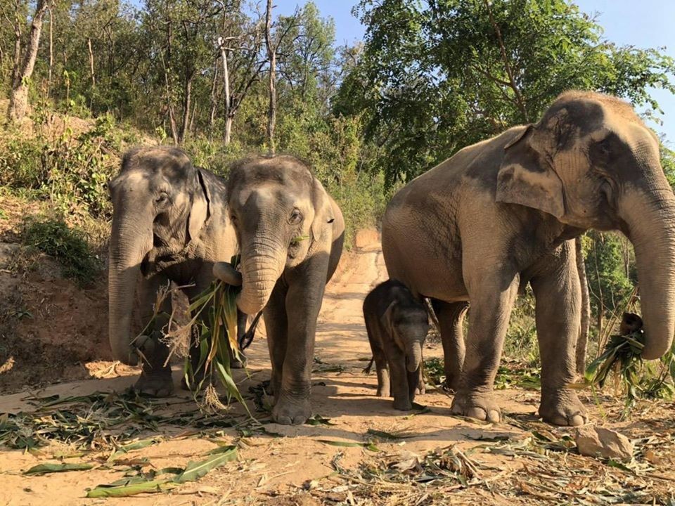Facebook@ save elephant foundation