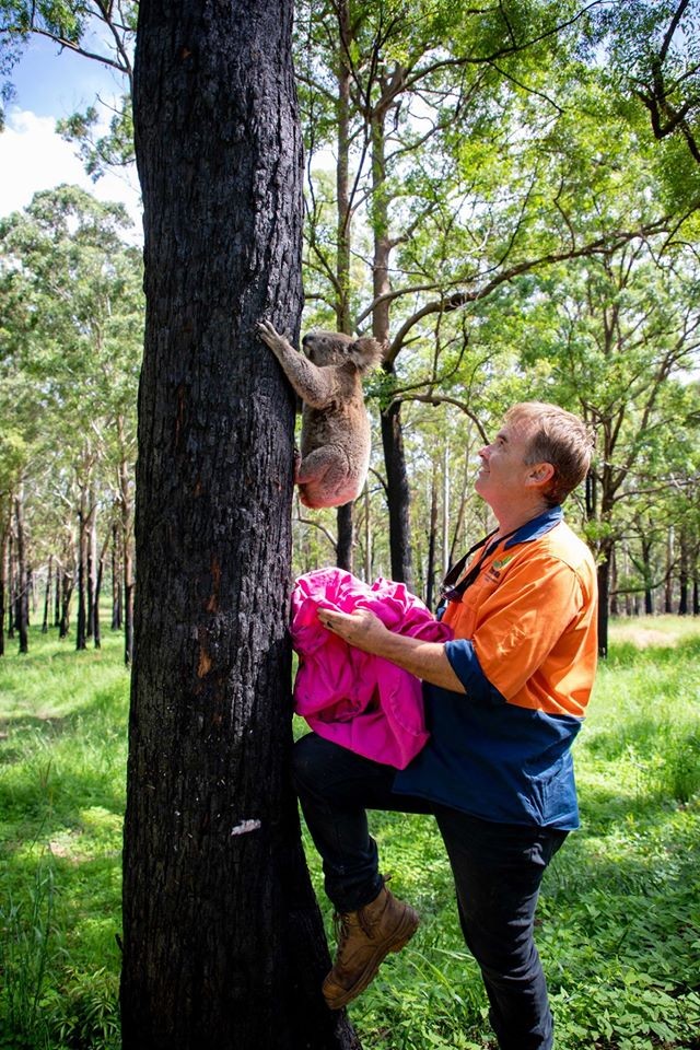 組織成員Kellie Leigh博士指大火後一直忙於評估棲息地被燒毀嘅面積，最近澳洲降雨令情況得以改善，出現好多植物供樹熊食用。