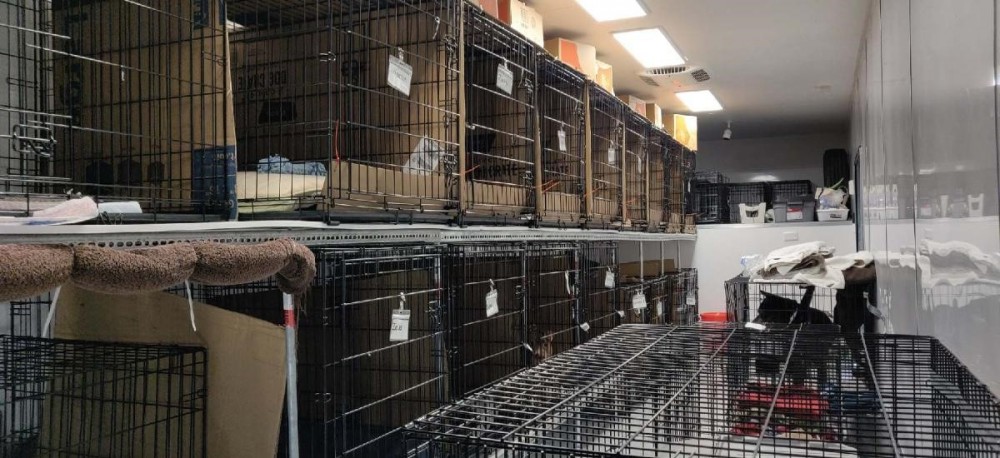 Facebook@Friends of Palm Beach County Animal Care and Control