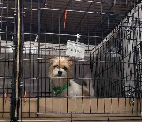 Facebook@Friends of Palm Beach County Animal Care and Control