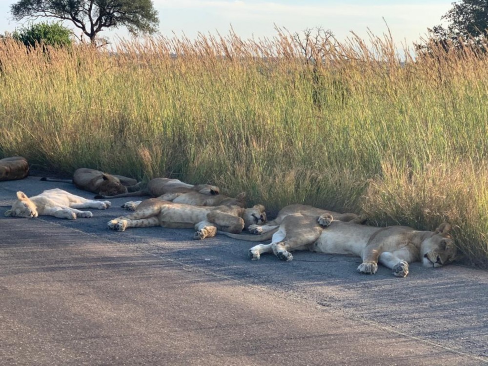 Kruger National Park