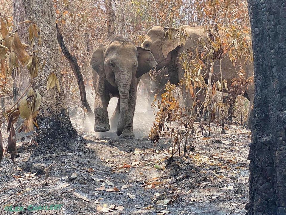 Facebook@ save elephant foundation