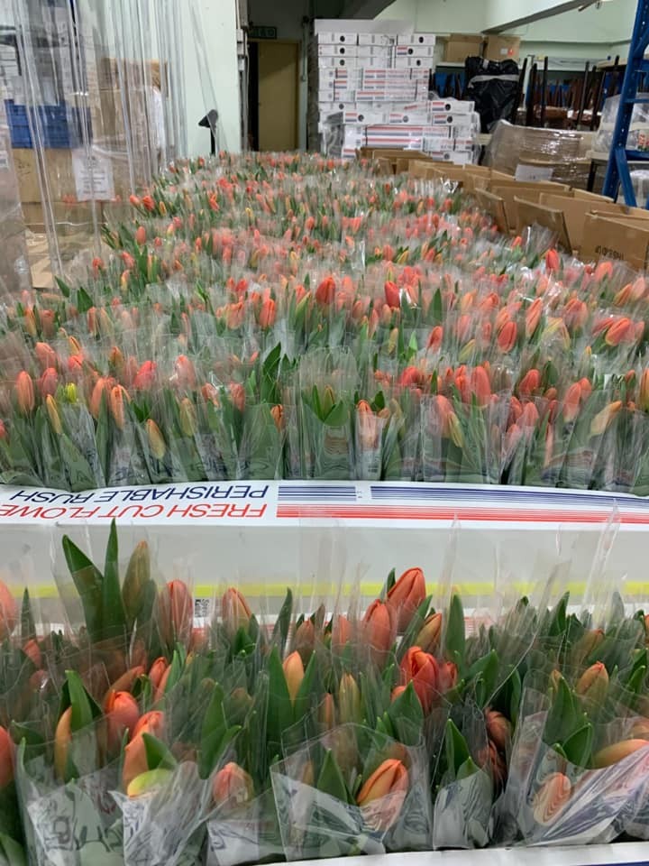 而荷蘭駐港總領事館更派出代表，贈送1.2萬朵荷蘭國花「鬱金香」予本港醫護，感謝佢哋為抗疫付出嘅努力。