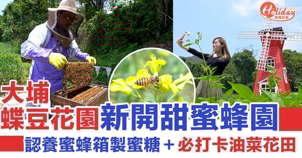 大埔蝶豆花園新開「甜蜜蜂園」可以認養蜜蜂箱製蜜糖+必打卡油菜花田