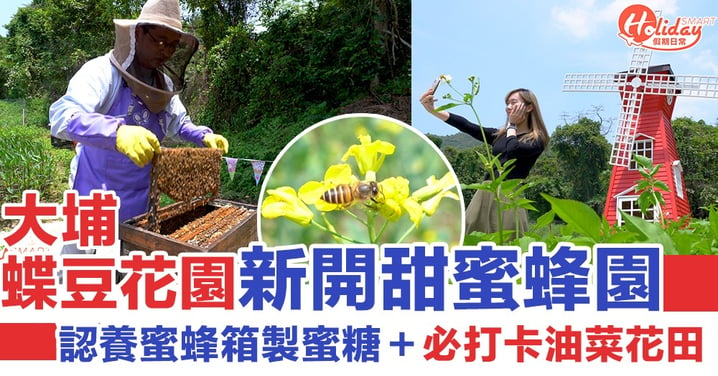 大埔蝶豆花園新開「甜蜜蜂園」可以認養蜜蜂箱製蜜糖＋必打卡油菜花田