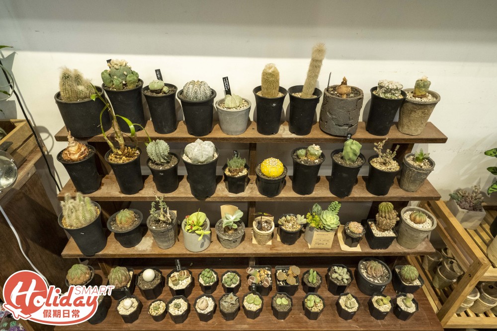 旺角 多肉植物店