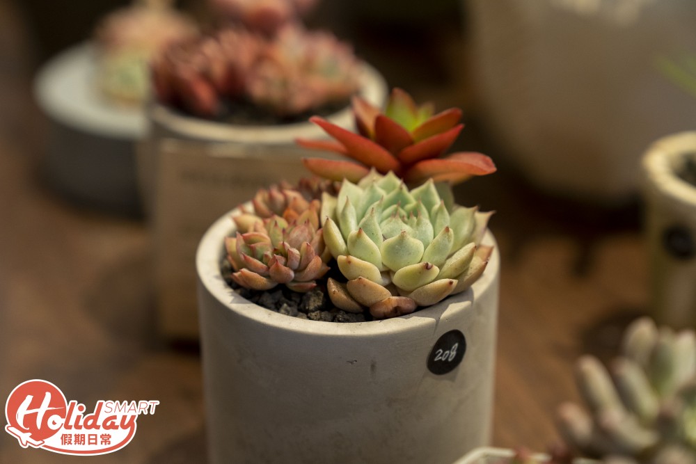 旺角 多肉植物店
