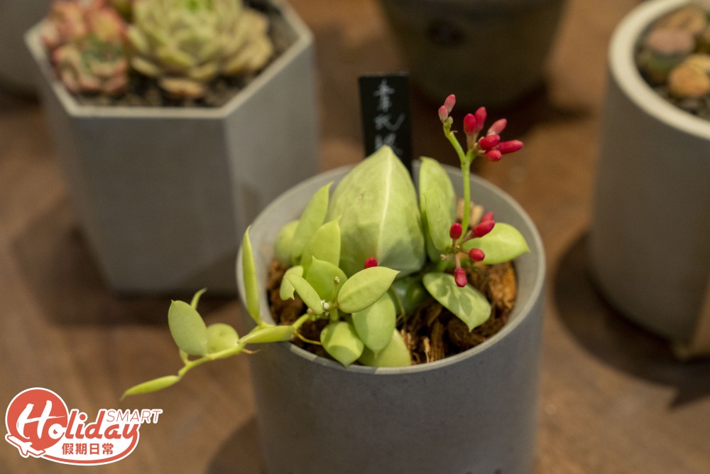 旺角 多肉植物店