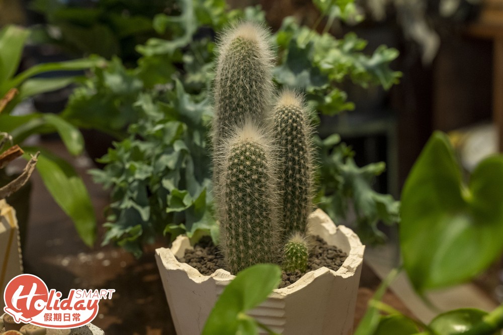 旺角 多肉植物店