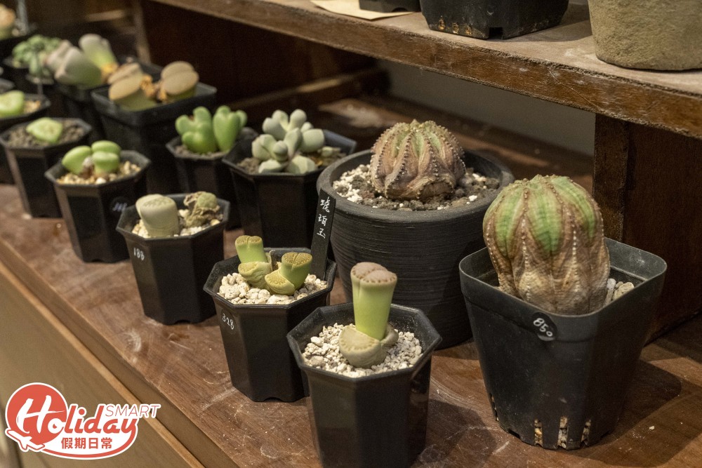 旺角 多肉植物店