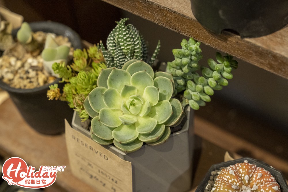 旺角 多肉植物店