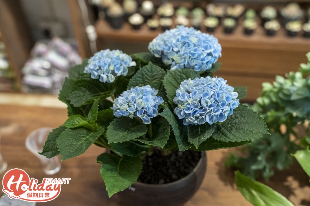 旺角 多肉植物店