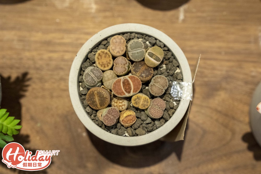 旺角 多肉植物店