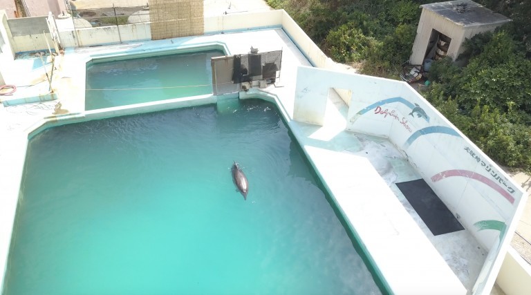 Dolphin Project